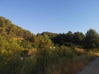 Suelo rústico en Partida Alara - Jalance - Valencia 9