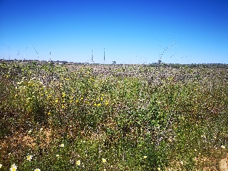 Suelo rústico en Bollullos Par del Condado  - Huelva - 7
