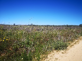 Suelo rústico en Bollullos Par del Condado  - Huelva - 8