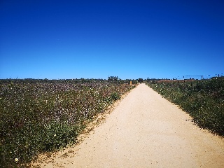 Suelo rústico en Bollullos Par del Condado  - Huelva - 10