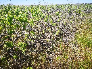 Suelo rústico en Bollullos Par del Condado  - Huelva - 12