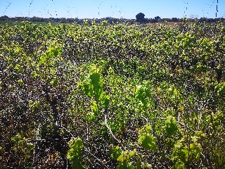 Suelo rústico en Bollullos Par del Condado  - Huelva - 15
