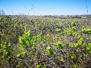 Suelo rústico en Bollullos Par del Condado  - Huelva - 16