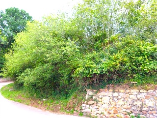 EL CAÑADO 32