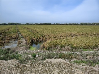 Otros en venta en Sollana