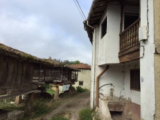 Pando 16