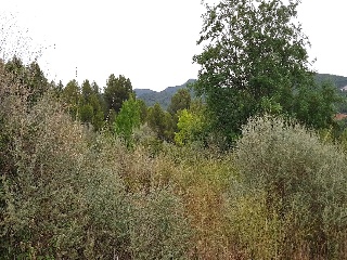 Teresa De Calcuta 4