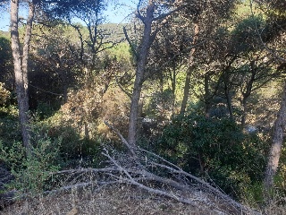 Versalles 4