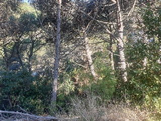 Versalles 7