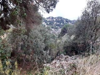 Senyera 3