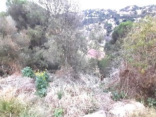 Senyera 5