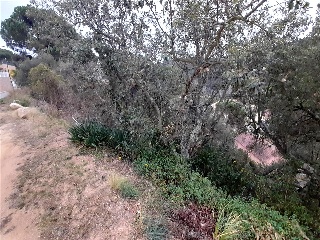 Senyera 5