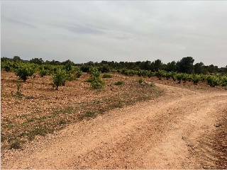 De Pinarejo 4