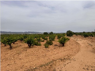 De Pinarejo 5