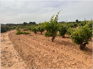 De Pinarejo 6