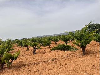 De Pinarejo 7