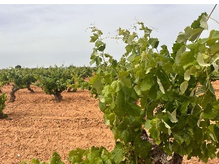 De Pinarejo 8