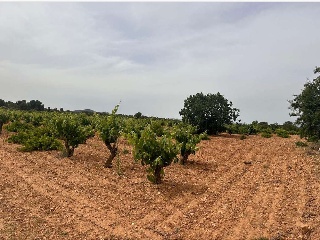 De Pinarejo 10