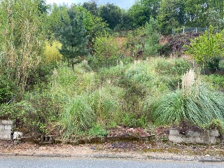 Coll Formic 3