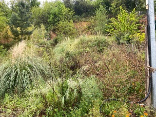Coll Formic 5