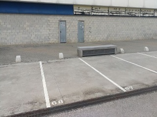 Pino Estrobo 7