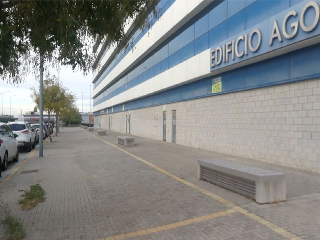 Pino Estrobo 15