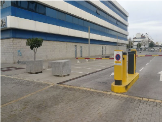 Pino Estrobo 13