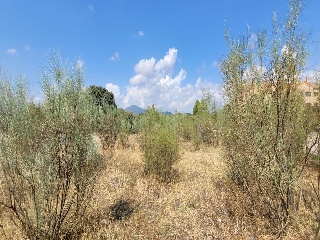 Concejo De La Mesta 8