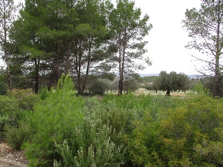 Llanorel 2