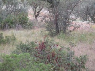 Llanorel 5