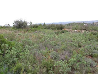 Llanorel 4