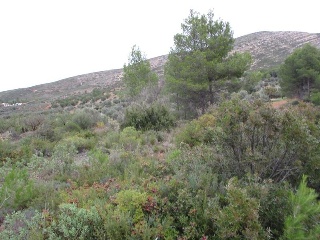 Llanorel 5