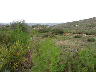 Llanorel 4