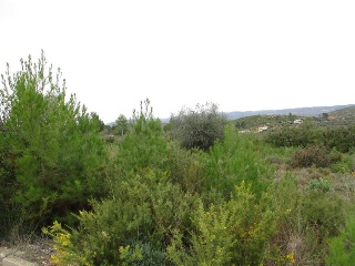 Llanorel 6