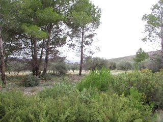 Llanorel 3