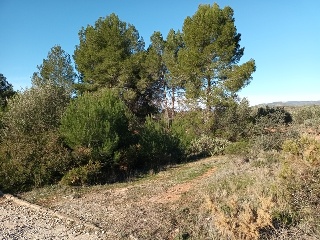 Llanorel 5