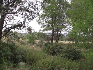 Llanorel 5