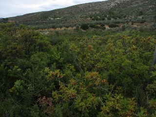 Llanorel 3