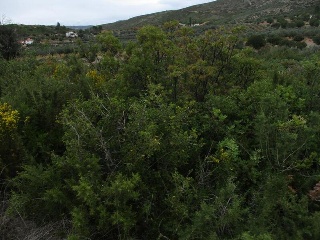 Llanorel 11