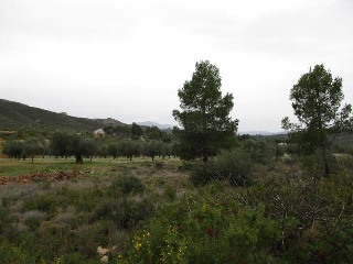 Llanorel 5