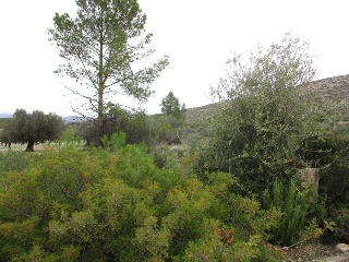 Llanorel 5