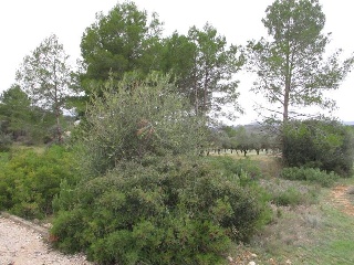 Llanorel 6
