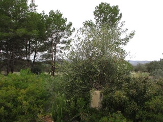 Llanorel 7