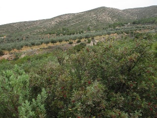Llanorel 3