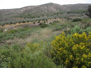 Llanorel 12