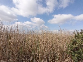 S. Albufera 2