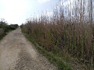 S. Albufera 3