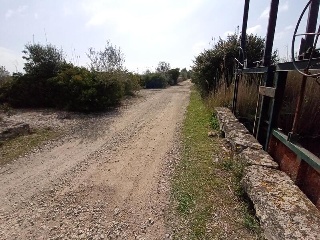 S. Albufera 5