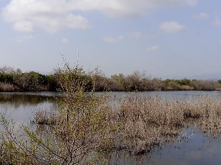 S. Albufera 14