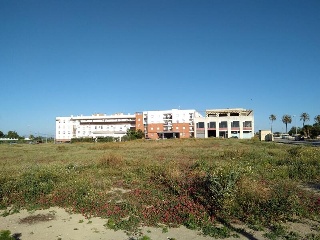 Palmeras 5